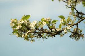 blooming-blossom-branch-2081